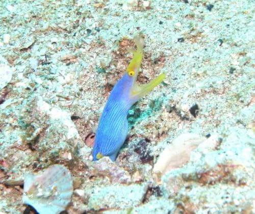 高知県柏島のハナヒゲウツボ