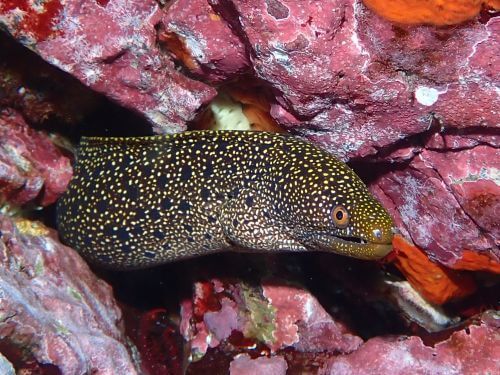 ワカウツボ＠伊豆海洋公園｜ダイビングショップアリエス