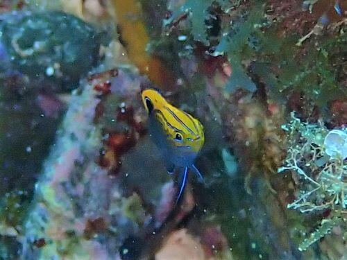 クロメガネスズメダイの幼魚＠高知県・柏島｜ダイビングショップアリエス