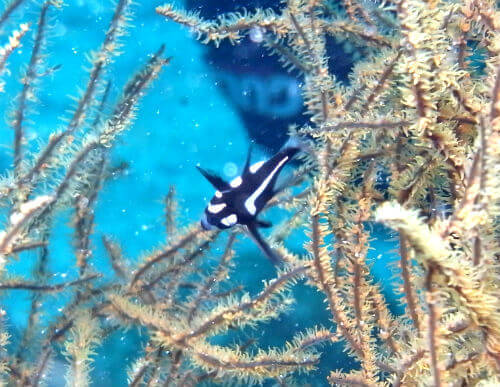 高知県柏島のホホスジタルミの幼魚