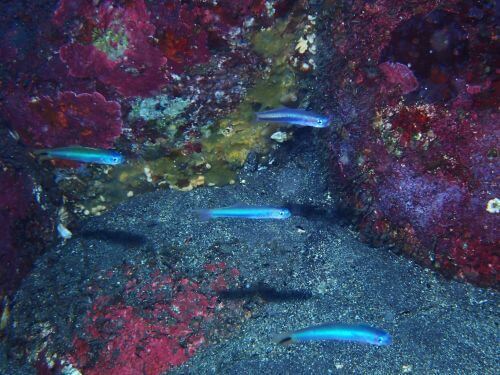 ハナハゼとオグロクロユリハゼ＠西伊豆・井田｜ダイビングショップアリエス