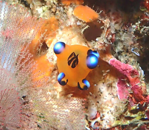 ウデフリツノザヤウミウシ・東伊豆北川｜ダイビングショップアリエス