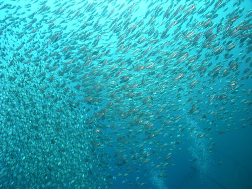 西伊豆のダイビングポイント井田のビーチなのにこの魚影！