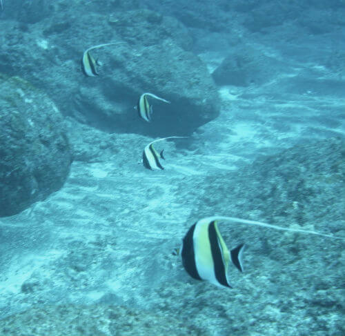 八丈島ツノダシ