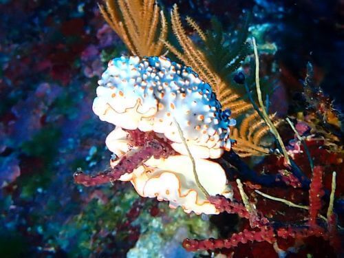 ハナオトメウミウシ＠東伊豆・赤沢｜ダイビングショップアリエス
