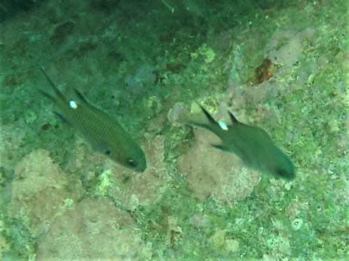 スズメダイの幼魚・西伊豆獅子浜｜ダイビングショップアリエス