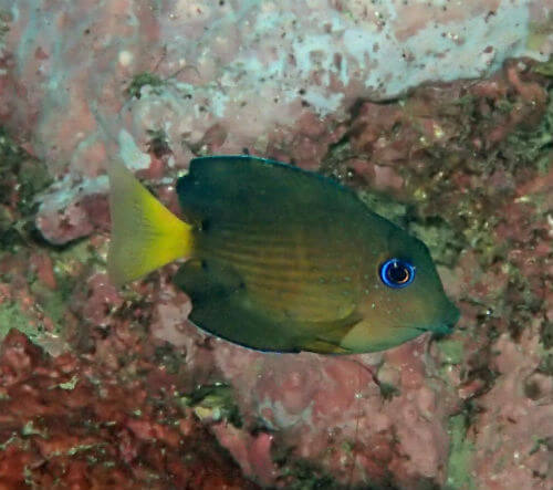 コクテンサザナミハギの幼魚・小田原江之浦｜ダイビングショップアリエス