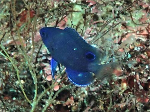 ナガサキスズメダイの幼魚・東伊豆富戸｜ダイビングショップアリエス