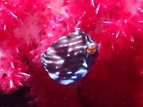 アオサハギの幼魚＠赤沢生物図鑑（東伊豆）｜ダイビングショップアリエス