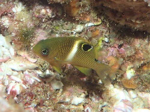 ハクセンスズメダイの幼魚・西伊豆田子｜ダイビングショップアリエス