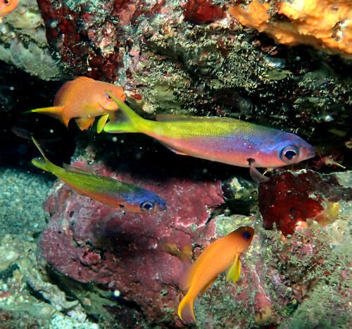 ウメイロモドキの幼魚・東伊豆富戸｜ダイビングショップアリエス