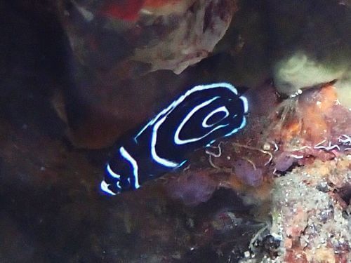 タテジマキンチャクダイの幼魚＠伊豆海洋公園｜ダイビングショップアリエス