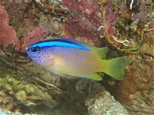 アオスジスズメダイの幼魚＠柏島生物図鑑（高知県）｜ダイビングショップアリエス