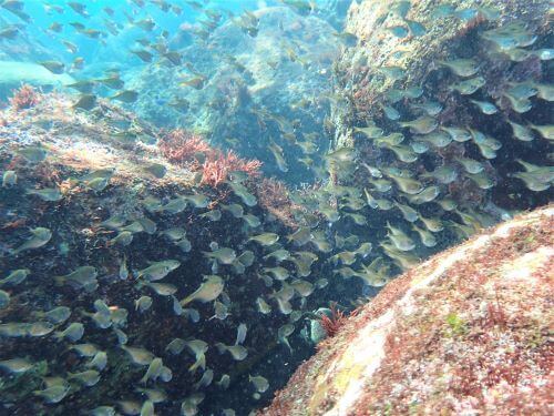 ミナミハタンポの幼魚・東伊豆伊豆海洋公園｜ダイビングショップアリエス