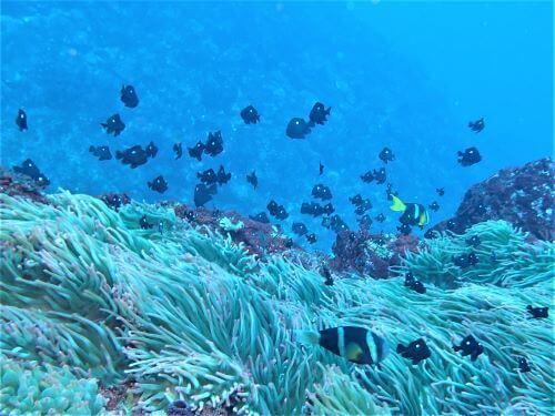 ミツボシクロスズメダイの幼魚・東伊豆伊豆海洋公園（IOP)｜ダイビングショップアリエス｜ダイビングショップアリエス