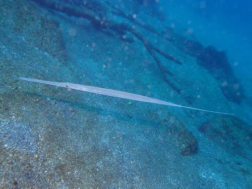 アオヤガラ＠江之浦生物図鑑（小田原）｜ダイビングショップアリエス