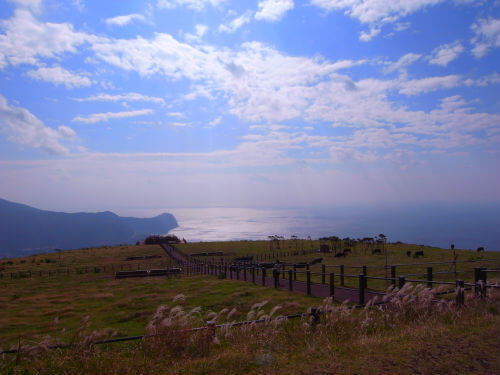 八丈島牧場