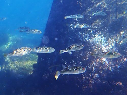 クサフグ＠小田原・江之浦｜ダイビングショップアリエス