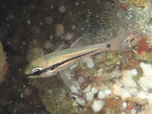 ヒトスジイシモチの幼魚・東伊豆伊豆海洋公園（ＩＯＰ）｜ダイビングショップアリエス