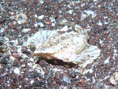 テングノオトシゴ＠大瀬崎生物図鑑（西伊豆）｜ダイビングショップアリエ