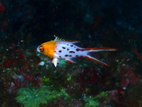 ヒオドシベラの幼魚＠沖縄県久米島フォトギャラリー｜ダイビングショップアリエス