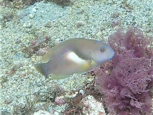 イラの若魚＠富戸生物図鑑（東伊豆）｜ダイビングショップアリエス