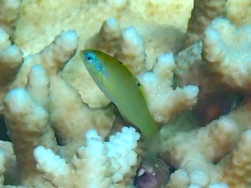 セナスジベラの幼魚＠柏島生物図鑑（高知県）｜ダイビングショップアリエス
