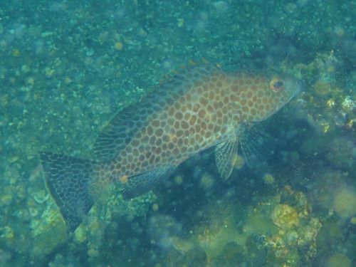 オオモンハタ・西伊豆獅子浜｜ダイビングショップアリエス