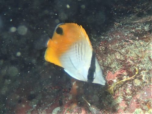 トゲチョウチョウウオの幼魚・東伊豆富戸｜ダイビングショップアリエス