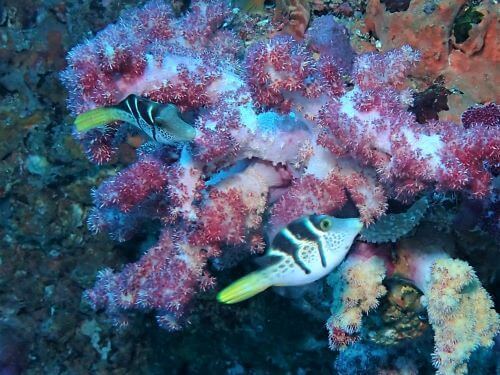 ノコギリハギの幼魚・東伊豆伊豆海洋公園（IOP)｜ダイビングショップアリエス