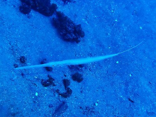 アオヤガラ＠大瀬崎生物図鑑（西伊豆）｜ダイビングショップアリエス