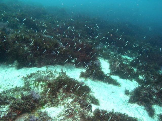 幼魚富戸