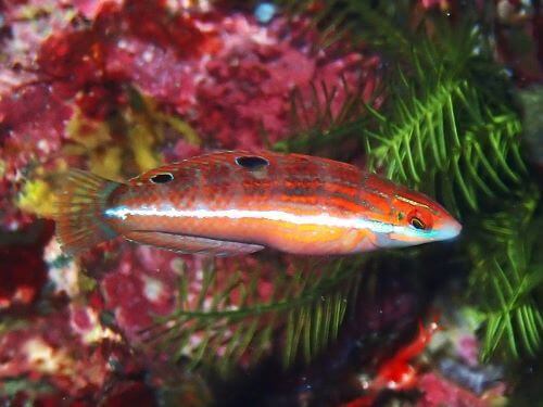 ニシキキュウセンの若魚＠伊豆海洋公園生物図鑑｜ダイビングショップアリエス