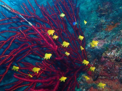 コガネスズメダイの幼魚＠西伊豆・田子｜ダイビングショップアリエス