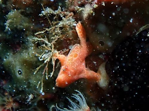 オオモンカエルアンコウの幼魚・西伊豆井田｜ダイビングショップアリエス