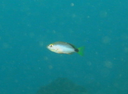 小田原のダイビングポイント福浦のヒメフエダイの幼魚