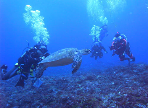 八丈島のウミガメと泳ぐ