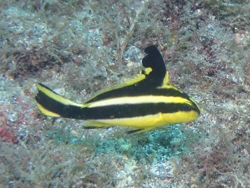 コロダイの幼魚＠富戸生物図鑑（東伊豆）｜ダイビングショップアリエス