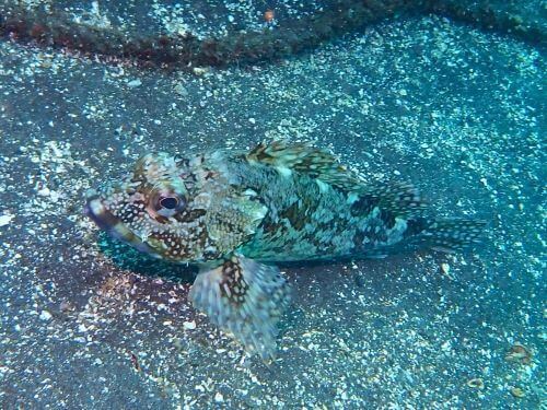 カサゴ＠大瀬崎生物図鑑（西伊豆）｜ダイビングショップアリエス