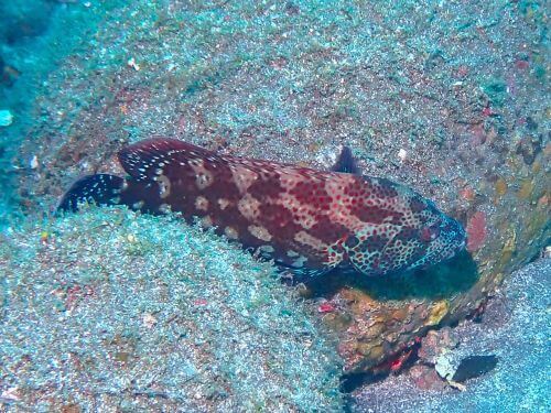 アザハタ＠大瀬崎生物図鑑（西伊豆）｜ダイビングショップアリエス