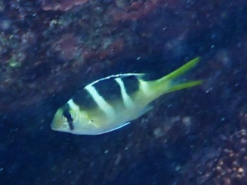 ヨコシマクロダイの若魚＠富戸生物図鑑（東伊豆）｜ダイビングショップアリエス