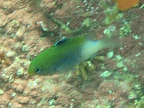 セダカスズメダイの幼魚・東伊豆富戸｜ダイビングショップアリエス