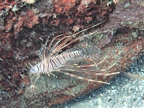 ハナミノカサゴの幼魚・東伊豆八幡野｜ダイビングショップアリエス