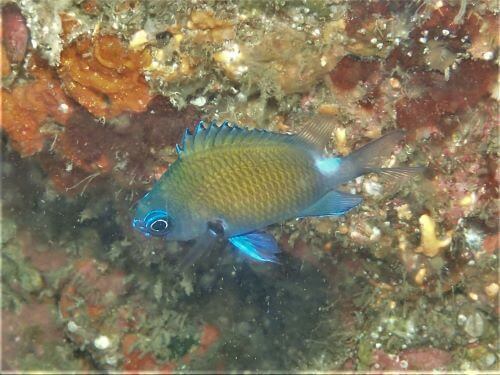 アマミスズメダイの幼魚・千葉県西川名｜ダイビングショップアリエス