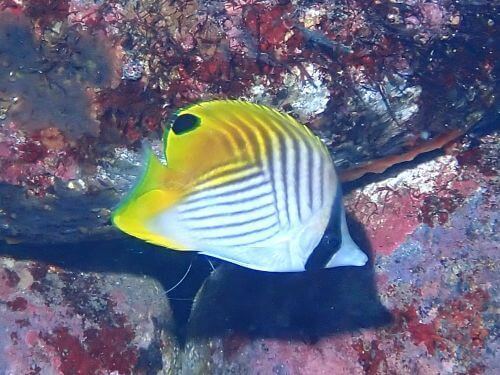 トゲチョウチョウウオ＠西伊豆・大瀬崎｜ダイビングショップアリエス