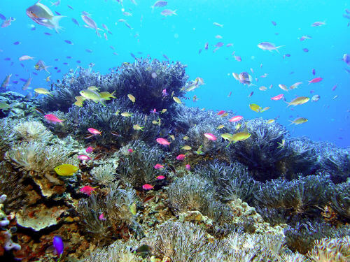 色鮮やかなモアルボアルの海｜ダイビングショップアリエス