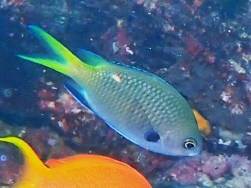 キホシスズメダイ＠伊豆海洋公園生物図鑑（ＩＯＰ）｜ダイビングショップアリエス