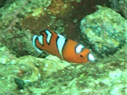 ツユベラの幼魚・東伊豆富戸｜ダイビングショップアリエス