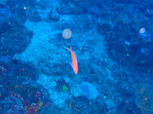 コウリンハナダイのオス＠赤沢生物図鑑（東伊豆）｜ダイビングショップアリエス