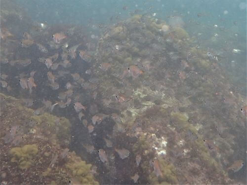 ミナミハタンポの幼魚・小田原福浦｜ダイビングショップアリエス